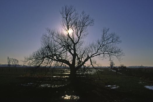 Tree by sunrise, Ochsenmoor, Dümmer, Lower Saxony, Germany. Baum im Ochsenmoor, Weide, Dümmer, Niedersachsen