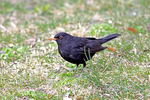 Close view of a blackbird in the grass