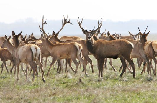 whitetail deer on a meadow. Ascania-Nova. Ukraine