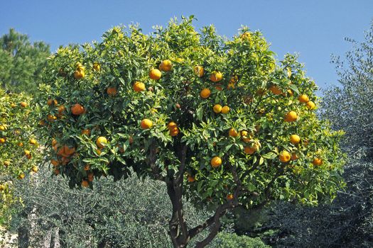 Orange tree in Diano Castello, Liguria, Italy. Orangenbaum bei Diano Castello