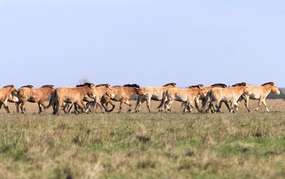 wild horse-tarpan at Ascania-Nova park. Ukraine
