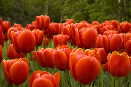 field of red tulips