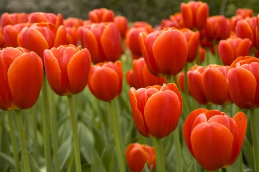 field of red tulips