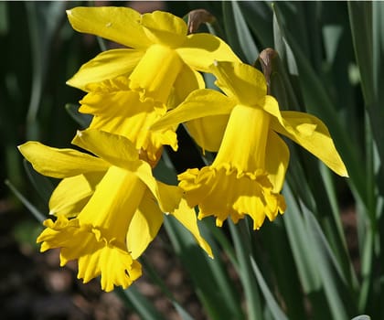 Close view of a group of colorful daffodils