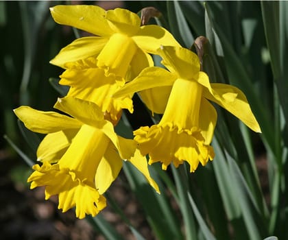 Close view of a group of colorful daffodils