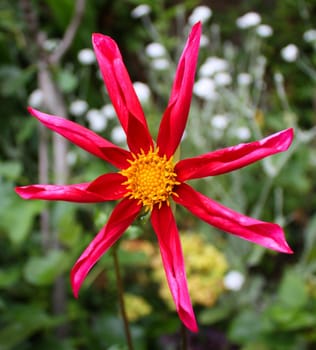 Beautiful Red and Yellow flower