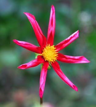 A Very pretty red and yellow flower - dahlia
