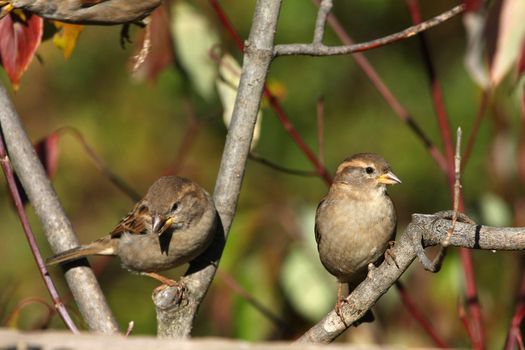House Sparrow Passer domesticus male and female