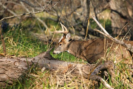White-tailed Deer Buck walking in marsh grass
