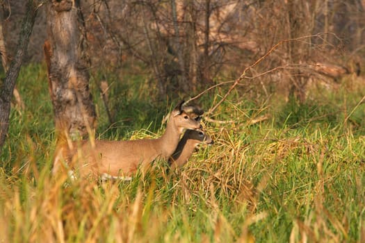 White-tailed Deer Odocoileus virginianus in grass