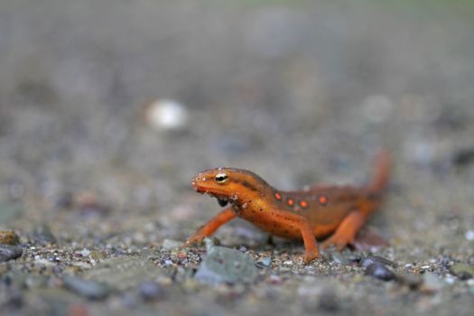A Red Eft Newt (Notophthalmus viridescens), the juvenile form of a Red-spotted Newt, on rocky substrate.