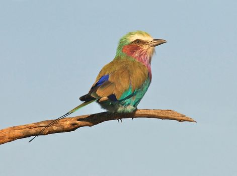 Lilac-Breasted Roller (Coracias caudata), Kruger National Park, South Africa.