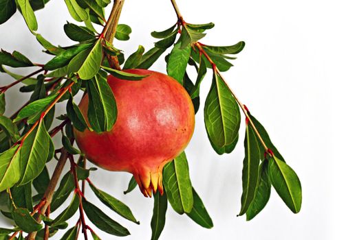 Picture of Pomegranate for card