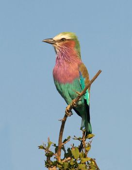 Lilac-Breasted Roller (Coracias caudata), Kruger National Park, South Africa.