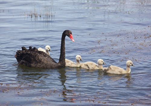 The Black Swan (Cygnus atratus) is one of Australia's best-known birds, breeding mainly in the south-east and south-west regions.