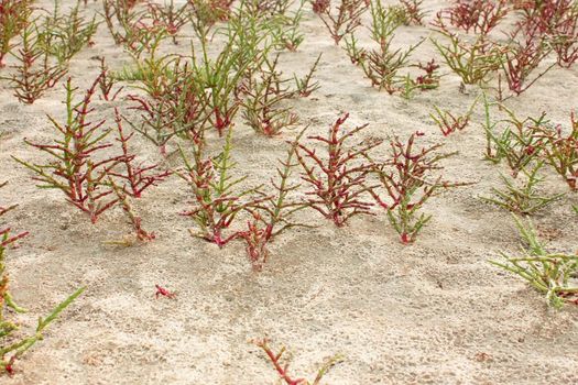 Salsola or saltwort, growing in saline soils. Kinburn Spit near the town Ochakiv, Ukraine