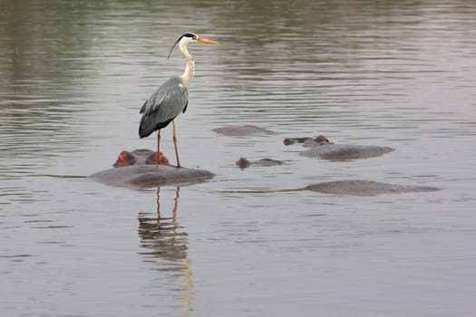 A Grey Heron, perched on the back of a Hippopotamus in the Kruger National Park.