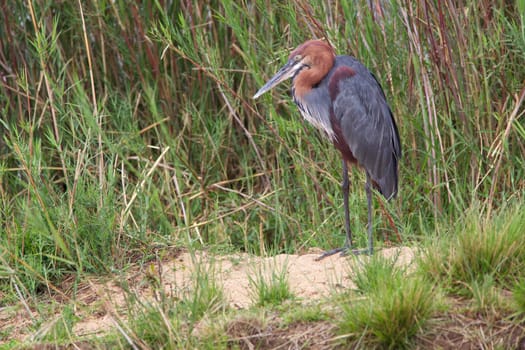 A Goliath Heron (the world's largest heron) on the banks of the Sabie River, Kruger National Park, South Africa.