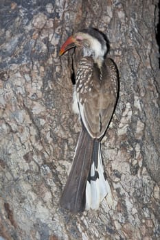 A Red-Billed Hornbill feeding chicks at its nest in the Kruger National Park, South Africa.