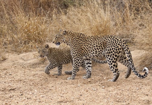 Female leopard (Panthera pardus) and cub walking along the sandy bed of a dried up seasonal river in Kruger National Park, South Africa