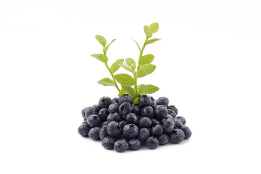 Fresh blueberries with green branches on the white bacground