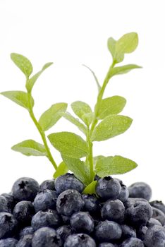 Fresh blueberries with green branches on the white bacground