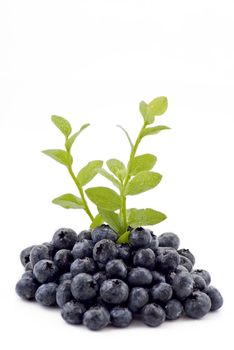 Fresh blueberries with green branches on the white bacground