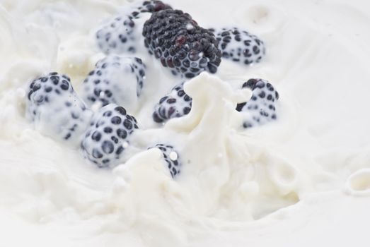 Fresh blackberry dropped into the milk - close up