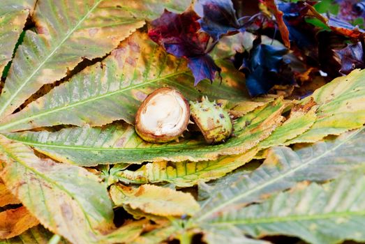 Chestnut peels on chesnuts  leaves - autumn time