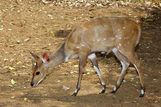 A secretive young male bushbuck (Tragelaphus scriptus), Kruger National Park, South Africa.