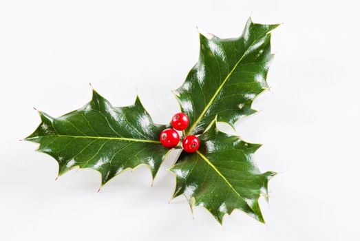 Holly leaf sprig with red berries, isolated over white background 