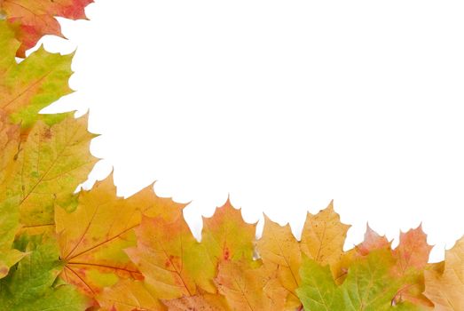 Fall autumn leaves on white background - isolated