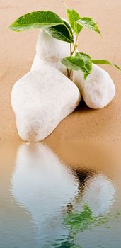Ficus between white stones in water reflection
