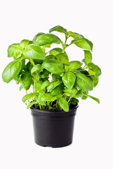 Basil growing in the black pot - isolated
