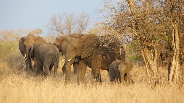 Part of a breeding herd of African elephant (Loxodonta africana) in the Kruger National Park, South Africa.