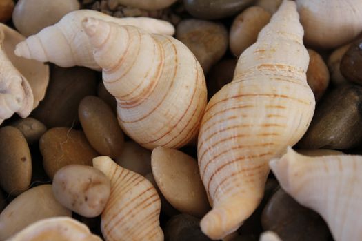 Seashell with small stones