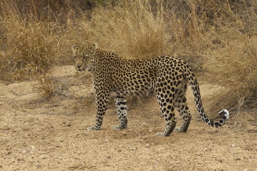 Female leopard (Panthera pardus) walking along the sandy bed of a dried up seasonal river in Kruger National Park, South Africa