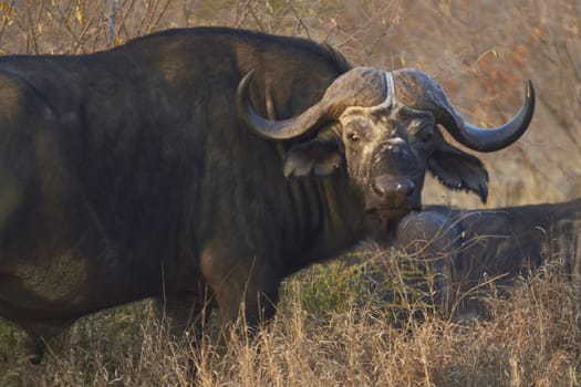 Large male African Buffalo (Syncerus caffer) in Kruger National Park, South Africa