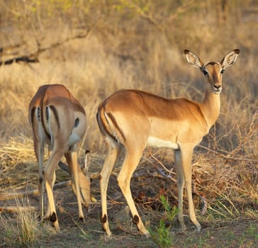 Impala ewe (Aepyceros melampus), Kruger National Park, South Africa.