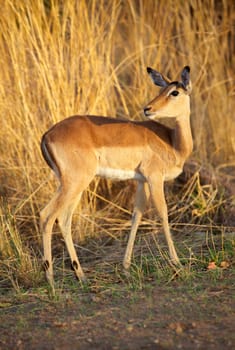 Impala ewe (Aepyceros melampus), Kruger National Park, South Africa.