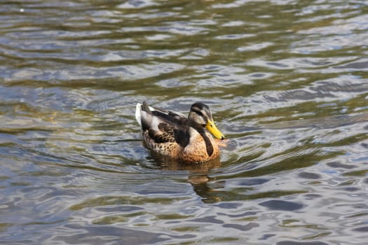 Duck swimming in a Norwegian pond.