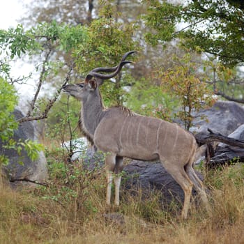 A kudu bull (Tragelaphus strepsiceros) braves the rain in the Kruger National Park, South Africa.