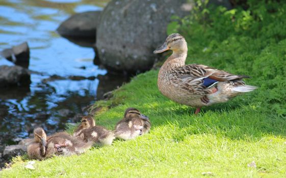 Mother duck with her baby ducks