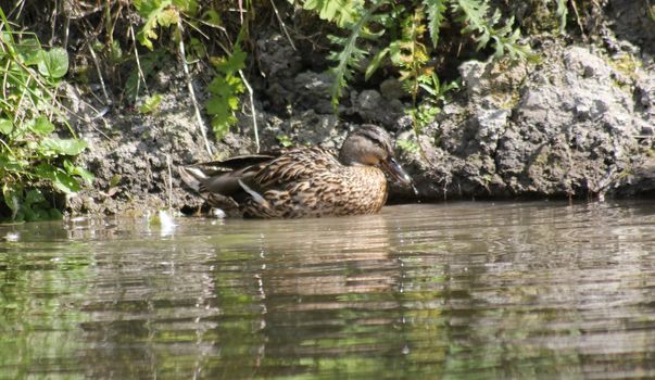 Duck resting at a pond in Norway