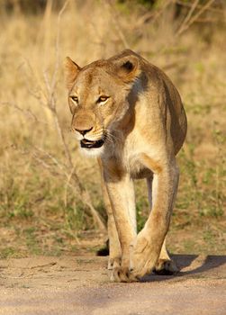 Lioness, Kruger National Park, South Africa.