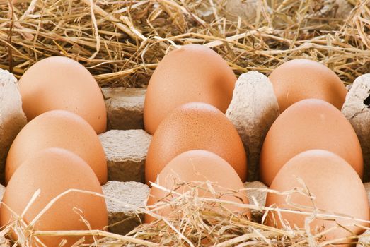 Fresh farm eggs in pack on the hay