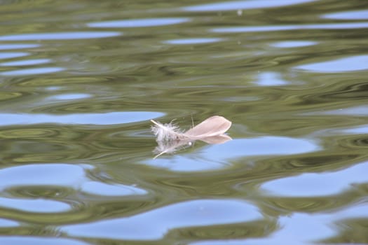 Lonely duck feather at a lake in Norway