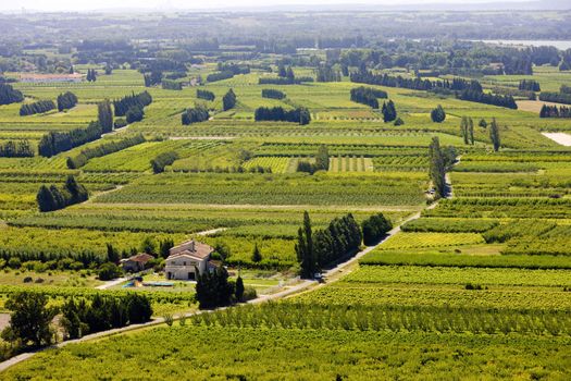 vineyards near Boulbon, Provence, France