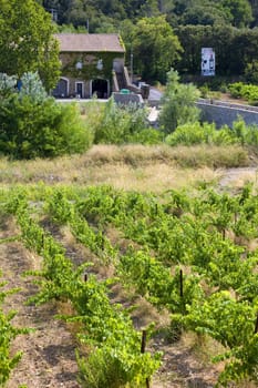 vineyard at Portel-des-Corbiere, Languedoc-Roussillon, France