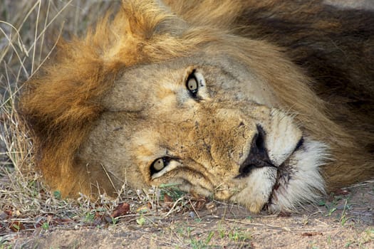 Portrait of a resting male lion in the Kruger National Park, South Africa.